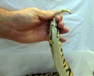 Pastel ph Pied Tail.jpg
