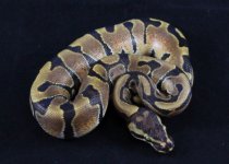 enchi male # 2.JPG