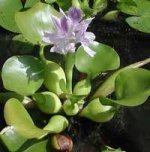 hyacinth.jpg