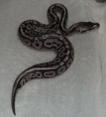 the mystery snake is out 001.jpg
