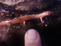 reptile pics 010.jpg