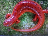 reptile pics 011.jpg