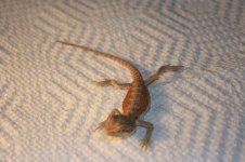 IMG_2339.jpg