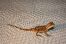 IMG_2342.jpg