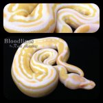 albino tri-stripe.jpg