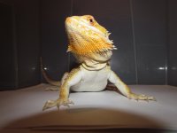 IMG_2233.jpg
