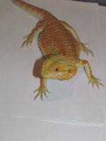 IMG_2236.jpg
