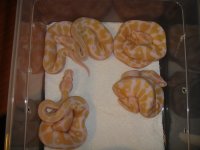 green tree pythons 367.jpg