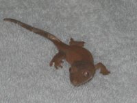 Baby Fire #1.JPG