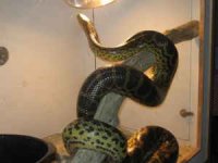 anaconda2.jpg