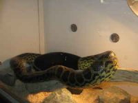 anaconda3.jpg