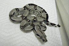 kingsnake5.jpg