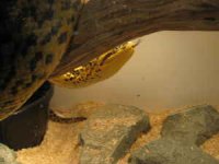 anaconda4.jpg