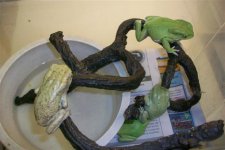 WAXY 1.jpg