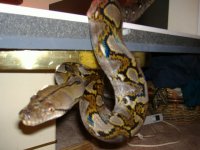 reptiles 011.jpg