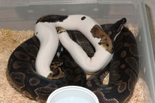 Pied w Het Pied.JPG