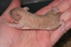 rat1.jpg