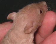 rat2.jpg