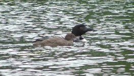 Loons.jpg