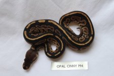 Opal Cinny M4(5).JPG
