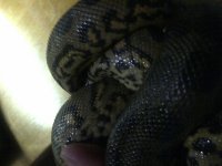 anaconda 3.jpg