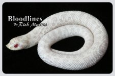 White Tiger W. Hognose.jpg