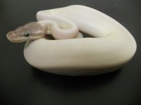Super Mojave poss Sulfur 150 grams.jpg