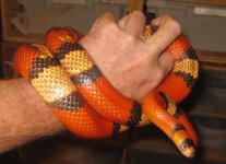male HTC Hondo.jpg