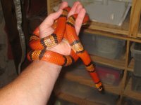 female HTC hondo .jpg