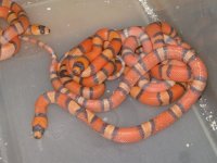 Hatching HTC hondos.jpg