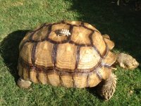 Sulcatamalebreeder1.JPG