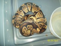 max het albino.jpg