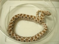 741 M 2009 Het Hypo WH.JPG