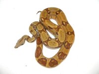 Hypo 66% PH T+ Female.jpg