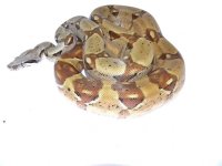 Hypo 66% PH T+ Female (2).jpg