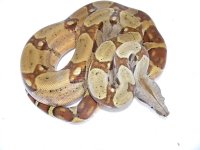 Hypo 66% PH T+ Female (3).jpg