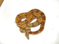 Hypo 66% PH T+ Female (4).jpg