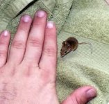pigmy mice.jpg