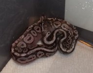 new hatchling.jpg