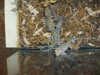 OVICEPS 1  (Small).jpg