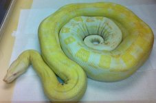 sharpalbinomotleyfemale2-2009.jpg