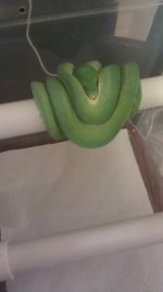 gtp 4 sale.jpg