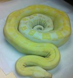 sharpalbinomotleyfemale3-2009.jpg