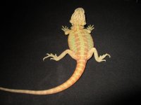 IMG_1268.jpg