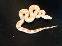 coral albino.jpg