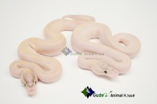 2012GAH_IvoryPair_edited-1.jpg