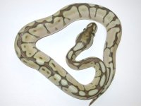 lesser bee female2.jpg