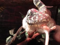 IMG_20111217_164255.jpg