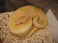 Kingsnakealbspider.jpg