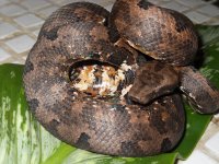 Snake 042.jpg